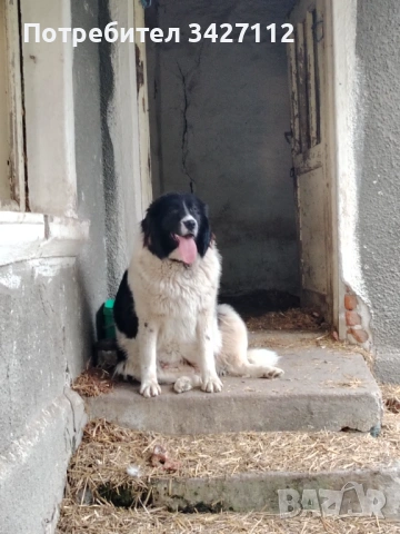 Каракачанка върви с овце, снимка 2 - Каракачанска овчарка - 54220326