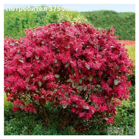 🌿💜🌸 Лоропеталум „Black Pearl“ (Loropetalum chinense), снимка 3 - Градински цветя и растения - 54249269