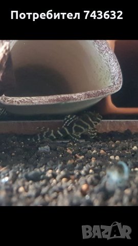 Hypancistrus sp. L333, снимка 2 - Рибки - 34023004