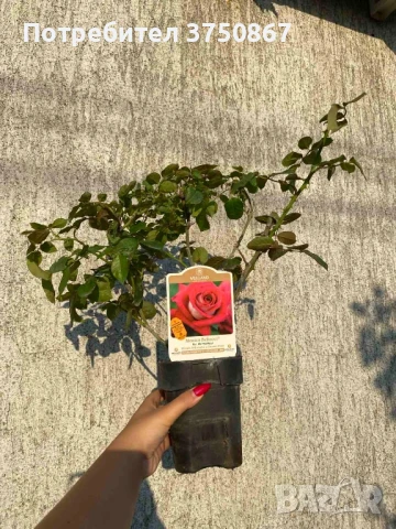 🌹 РОЗА 🌹Monica Bellucci® Meimonkeur 🌹, снимка 4 - Градински цветя и растения - 51155212