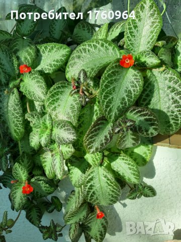 Червена Еписция,, снимка 2 - Стайни растения - 28274406