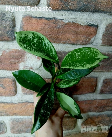 Хоя. Нoya АН 074 