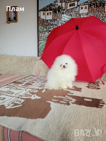 Бели мини Померани. Реални снимки от 04.04.26 г. , снимка 8 - Померан - 54055195