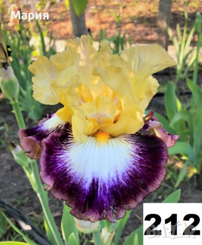 Сортови вискоки ириси /брадати ириси, снимка 18 - Градински цветя и растения - 51459213