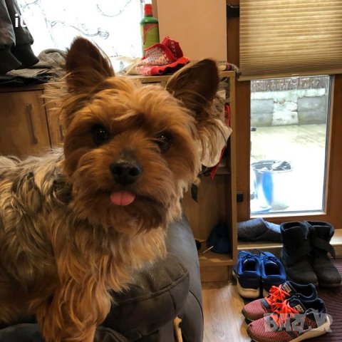 Йорки Джаки търси приятелка :) заплащане!, снимка 3 - Йоркширски териер - 40249670