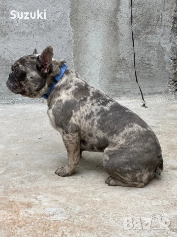 Мъжки Френски Булдог, снимка 4 - Френски булдог - 50461860