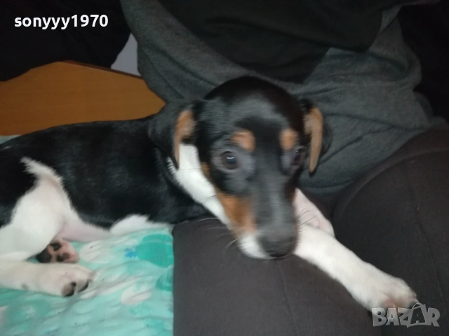 АЗ СЪМ КИКИ ОТ ВИДИН-ДЖАК НА 3 МЕСЕЦА-ВАШЕТО КОЛЕДНО КУТРЕ 3011251706, снимка 2 - Джак ръсел териер - 52594050