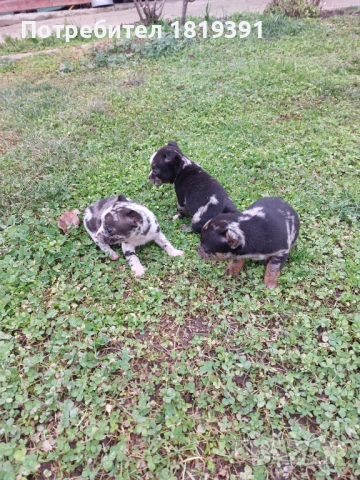 Пинчер мерле, снимка 7 - Пинчер - 53223710