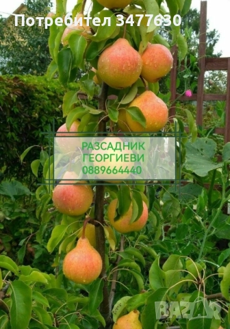 МИНИ (КОЛОННИ) ОВОЩНИ ДРЪВЧЕТА, снимка 12 - Градински цветя и растения - 47081860