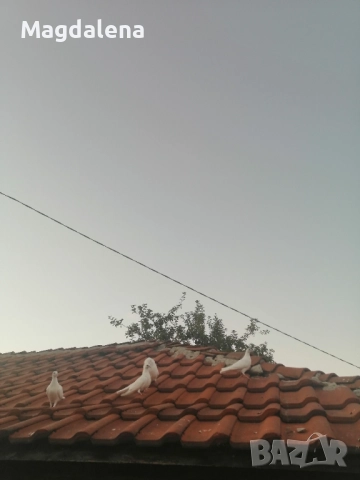 Продавам пощенски гълъби, снимка 3 - Гълъби - 51291844