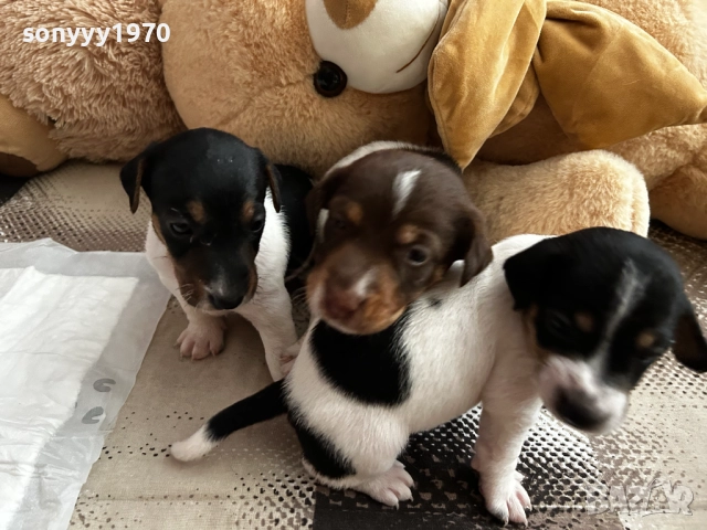 ДЖАК РЪСЕЛ 250ЛВ ЗА БРОЙ 1209252014, снимка 2 - Джак ръсел териер - 51694568