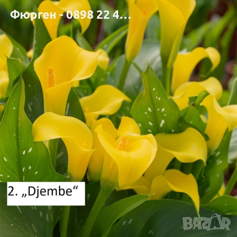 Луковици на Кала - Цена за 1 бр.: 2,20 € / 4,30 лв., снимка 4 - Разсади - 53145368