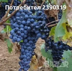 Продавам отлично грозде сорт Ркацители, Памид, Мерло, Мавруд, снимка 5 - Други - 55977980