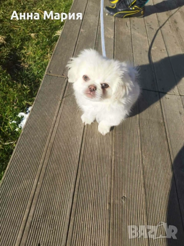 Пекинез Бял 