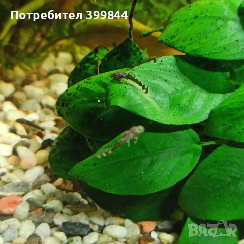 Анциструси, снимка 3 - Рибки - 54151016