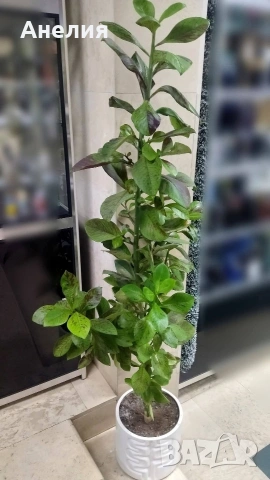 Еуфория рубра африкански млечен храст