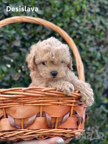 Продавам малтипу , снимка 2 - Пудели - 54008219