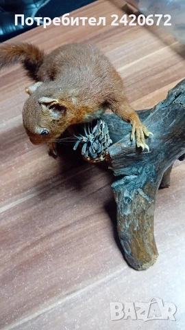 препарирана катерица, снимка 5 - Други ценни предмети - 52966252