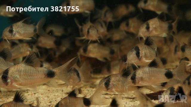 Сомче, сомче коридорас, коридорас панда, снимка 3 - Рибки - 52260877