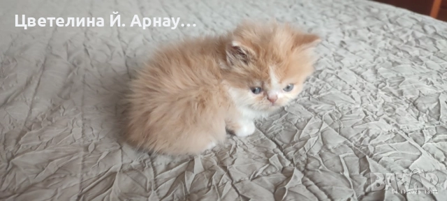 Персийски котета екстремал , снимка 8 - Персийска - 52430537