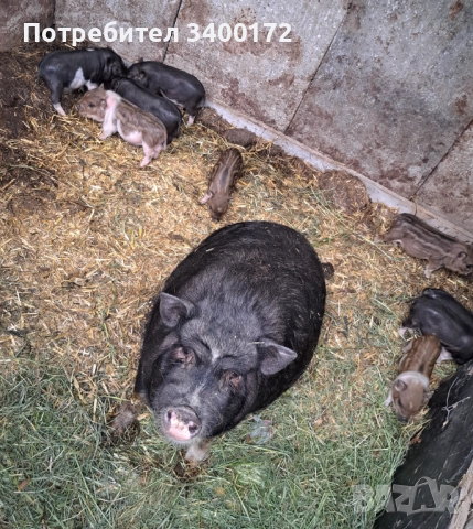 Виетнамски прасета 🐷🐷🐷, снимка 5 - Прасета - 52636717