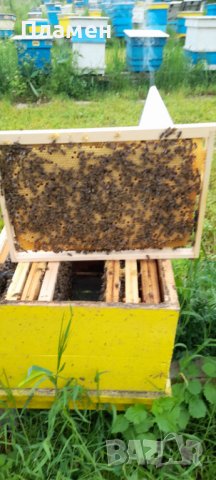 Биологични пчелни майки и отводки от лицензиран производител сезон 2024., снимка 3 - Други - 28196262