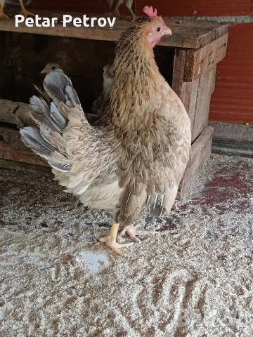 Декоративни кокошки 