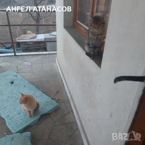 Подарявам малки котенца , снимка 15 - Други - 45925562