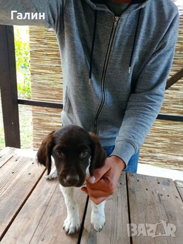 Мюстерландери,малък мюстерландер, снимка 7 - Други - 34207681