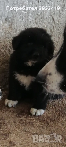 чистопородни каракачански кученца -линия гуджо , снимка 3 - Други - 51710824