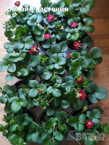 Ягода Fragaria x ananassa Toscana F 1. - Ягода тоскана  Студоустойчива, каскадна и целогодишна, снимка 5 - Градински цветя и растения - 29115790