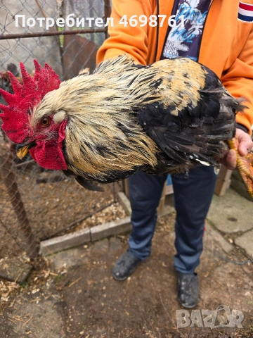 продавам петли и кокошки, снимка 11 - Кокошки и пуйки - 52968488