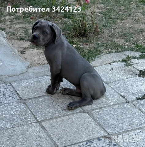  Мъжко Кане Корсо, снимка 4 - Кане корсо - 55747626