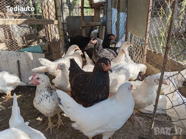 Продавам ярки и кокошки бял лекхорн, снимка 3 - Други животни - 54306797