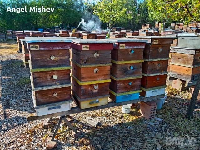 ПРОДАВАМ ПЧЕЛНИ СЕМЕЙСТВА И КОШЕРИ – ЗДРАВИ, СИЛНИ, ГОТОВИ ЗА СЕЗОН 2026 | ПЧЕЛАРСТВО