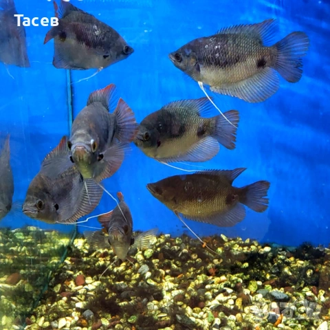 Червеноопашато гурами 10см