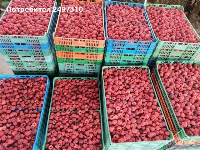 Продавам разсад малини , снимка 4 - Разсади - 52380247