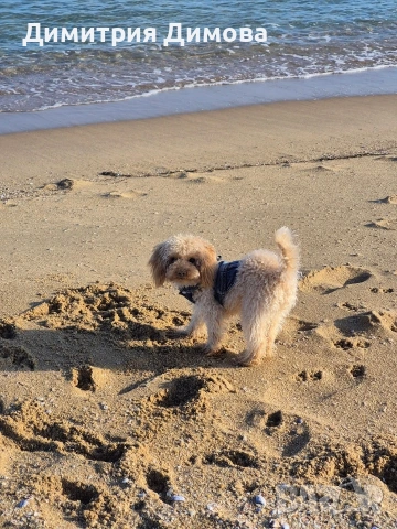 Бунгало АКВАМИРА къмпинг Созопол Еко , снимка 12 - Квартири, нощувки - 54035237