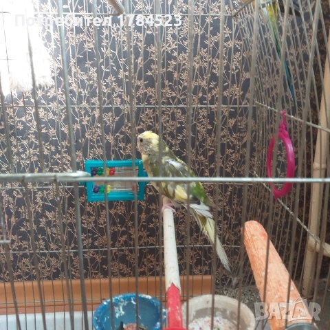 Чифт пойни папагалчета.