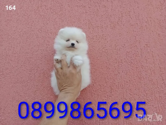 Померани. Мъжки и женски., снимка 11 - Померан - 55984407