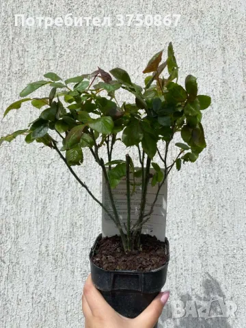 🌹 РОЗА 🌹 MICHELANGELO ® Meitelov 🌹, снимка 4 - Градински цветя и растения - 49671901