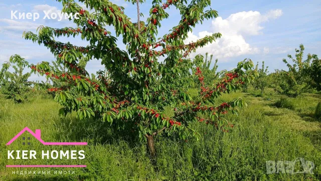 Черешова градина в с. Узунджово, обл. Хасково 🍒, снимка 7 - Земеделска земя - 56213063