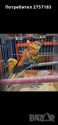 продавам поини папагали 2025 г, снимка 4 - Папагали - 53937785