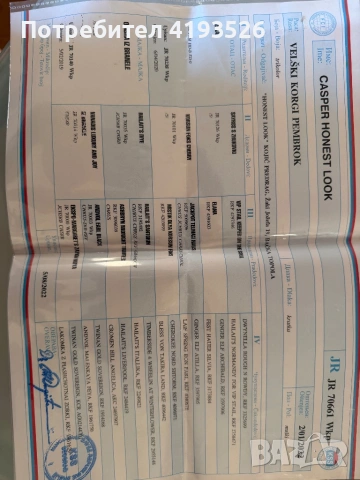 Продавам Уелско корги Пембрук трицветно с родословие, снимка 6 - Други - 54239157