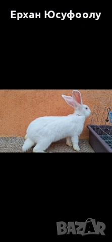 Декоративни зайчета, снимка 3 - Декоративни зайчета - 54116375