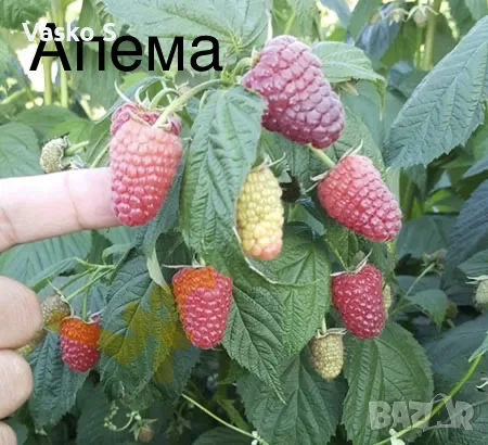 Малини сезон 2026, снимка 9 - Оранжерии - 55717495