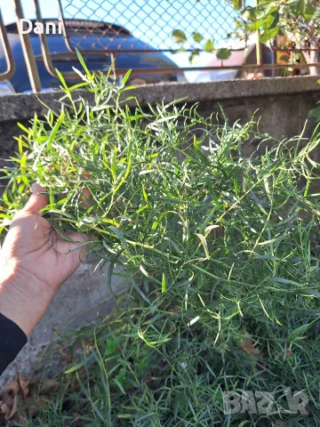 Продавам Естрагон с коренче за засаждане