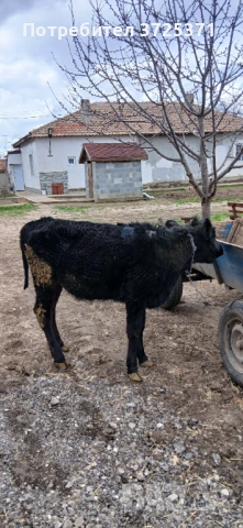 Продавам 2 бр. Телета, снимка 9 - Крави - 53295775