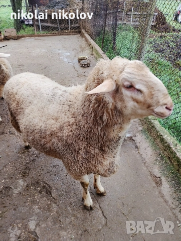 коч за месо, снимка 2 - Овце - 52876979