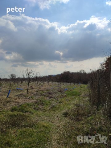 Овощна градина , снимка 15 - Земеделска земя - 38065060